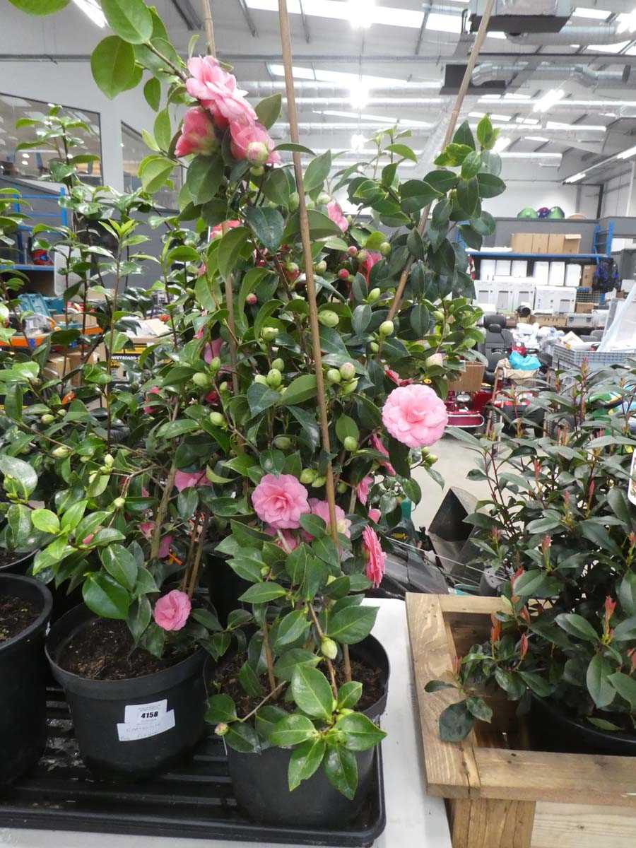 Lot 4157 - Large Camellia - pink flowering