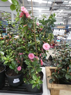Lot 4157 - Large Camellia - pink flowering