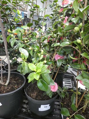 Lot 4158 - Large Camellia - pink flowering