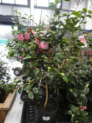 Lot 4159 - Large Camellia - red flowering