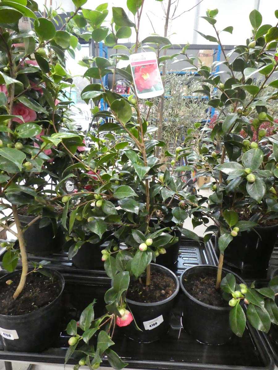 Lot 4160 - Large Camellia - red flowering