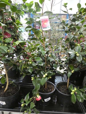 Lot 4160 - Large Camellia - red flowering