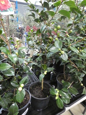 Lot 4161 - Large Camellia - red flowering