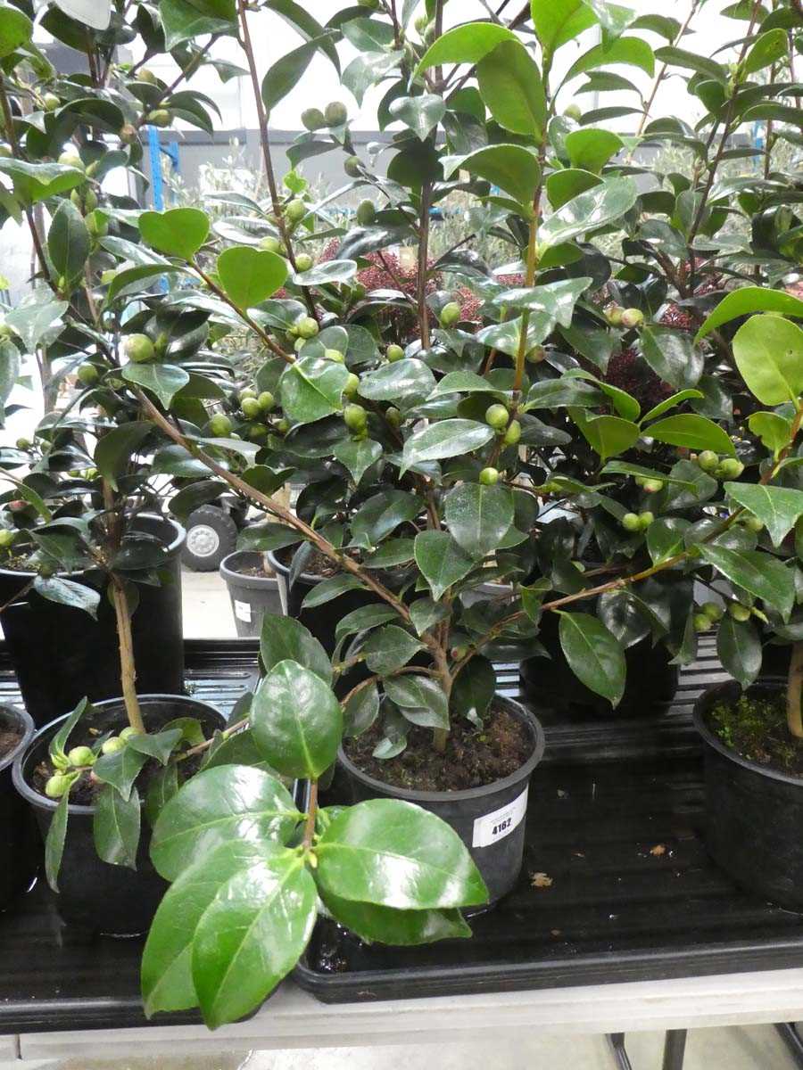 Lot 4162 - Large Camellia - red flowering