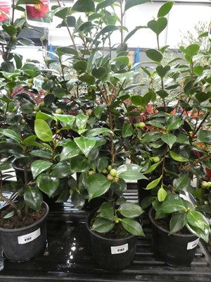 Lot 4163 - Large Camellia - red flowering