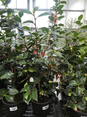 Lot 4164 - Large Camellia - red flowering