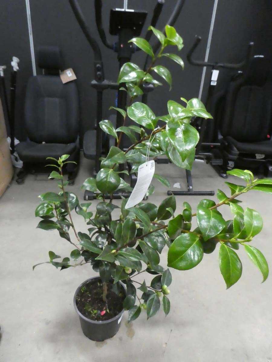 Lot 4166 - Large Camellia - red flowering