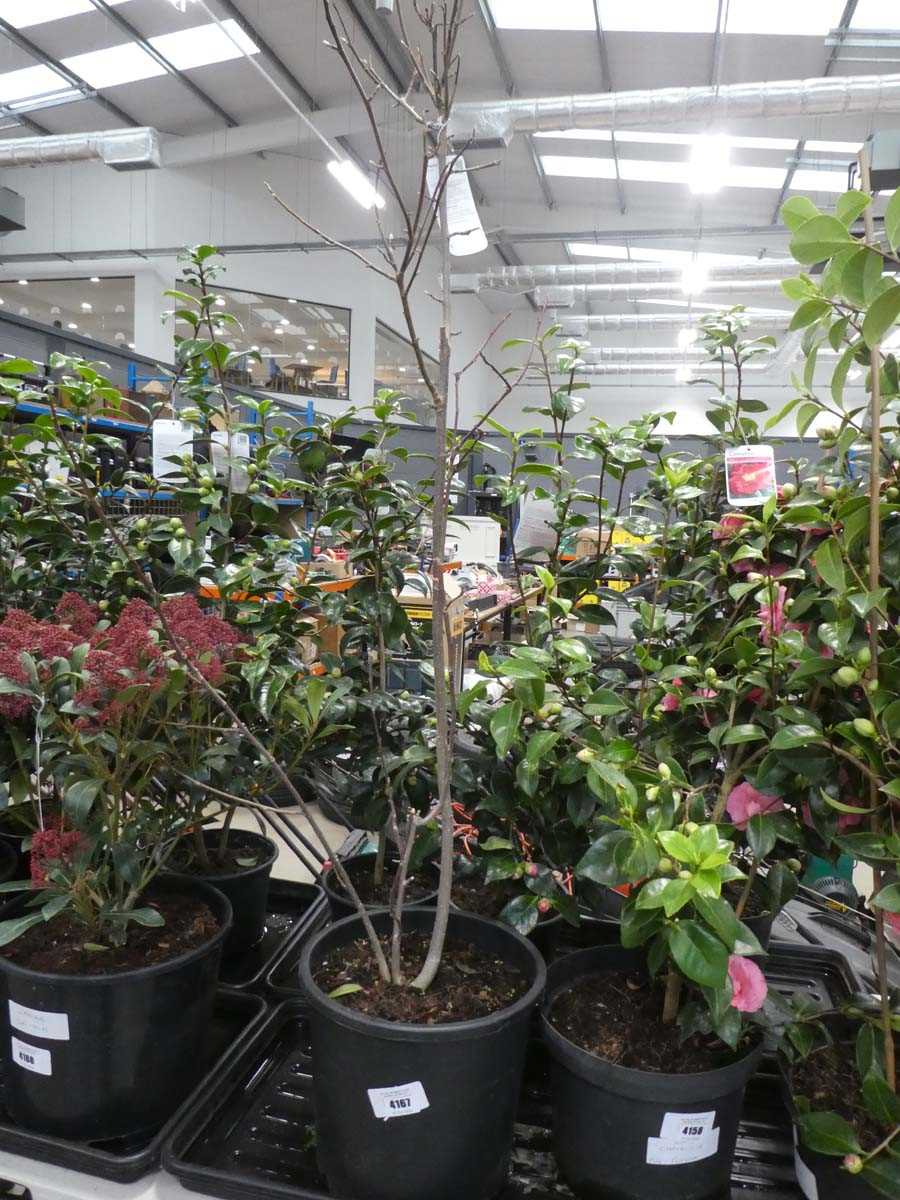 Lot 4167 - Magolia Susan