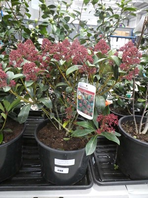 Lot 4168 - Large Skimmia