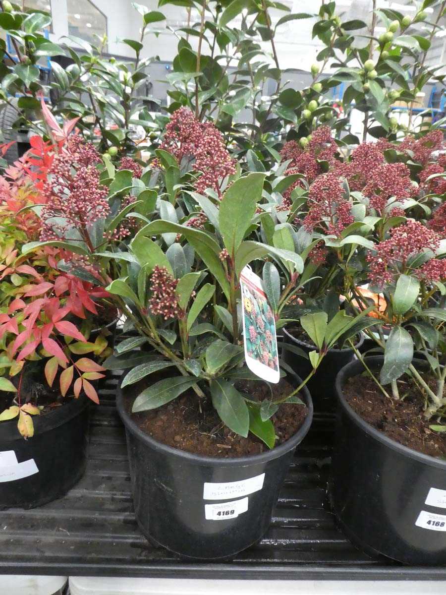 Lot 4169 - Large Skimmia