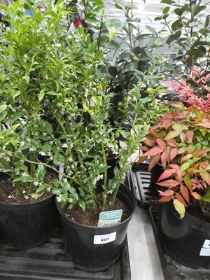 Lot 4171 - Sarcococca Ruscia folia