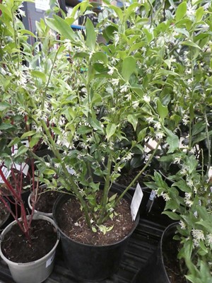 Lot 4172 - Sarcococca Ruscia folia