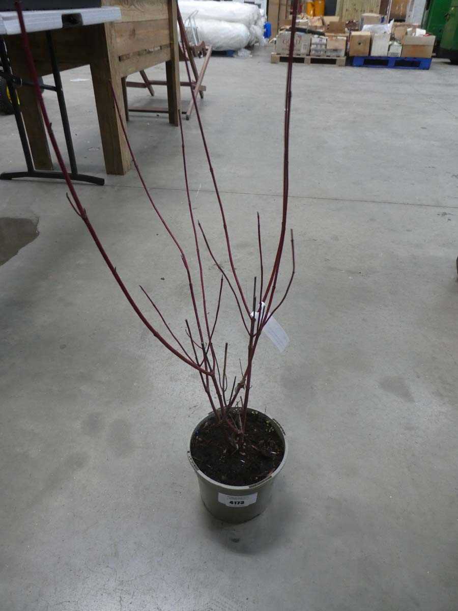 Lot 4173 - Cornus "Knight Fall"