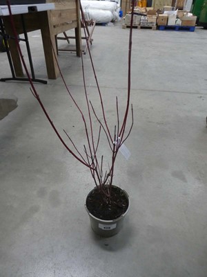 Lot 4173 - Cornus "Knight Fall"