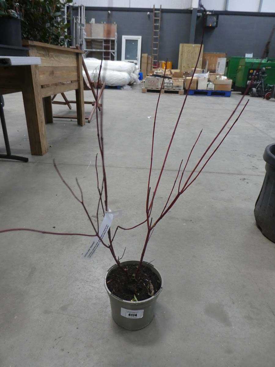 Lot 4174 - Cornus "Knight Fall"
