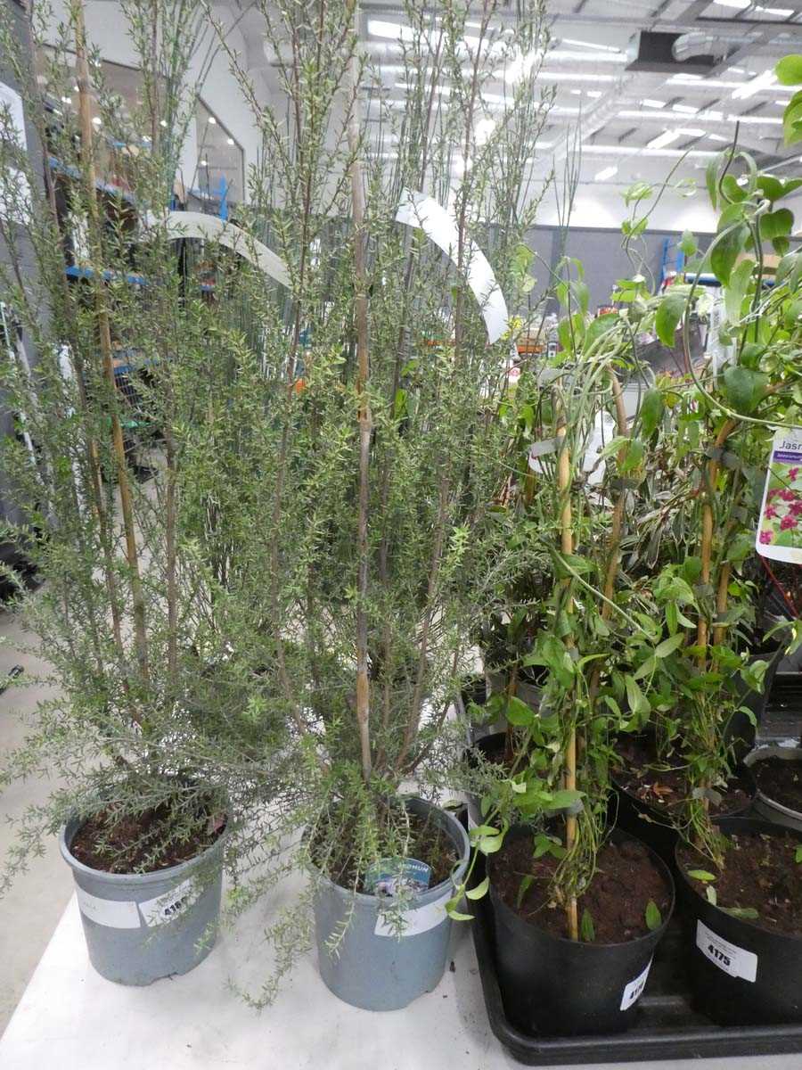 Lot 4179 - Leptospernum