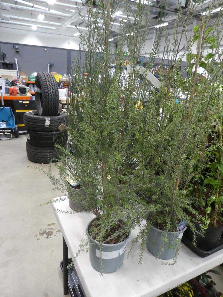 Lot 4180 - Leptospernum