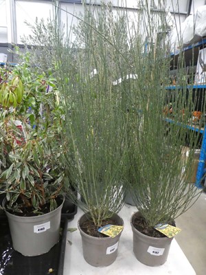 Lot 4181 - Cytisis "Apricot Gem"