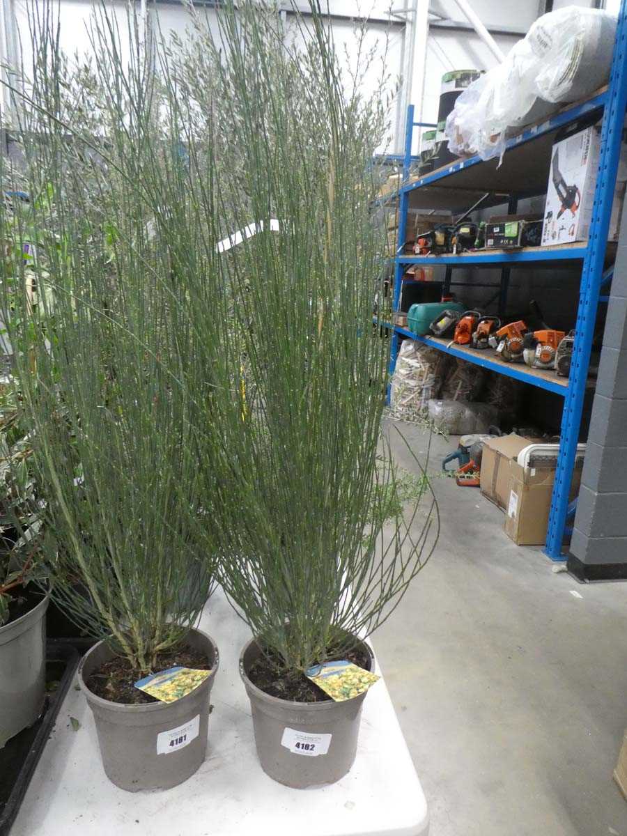 Lot 4182 - Cytisis "Apricot Gem"