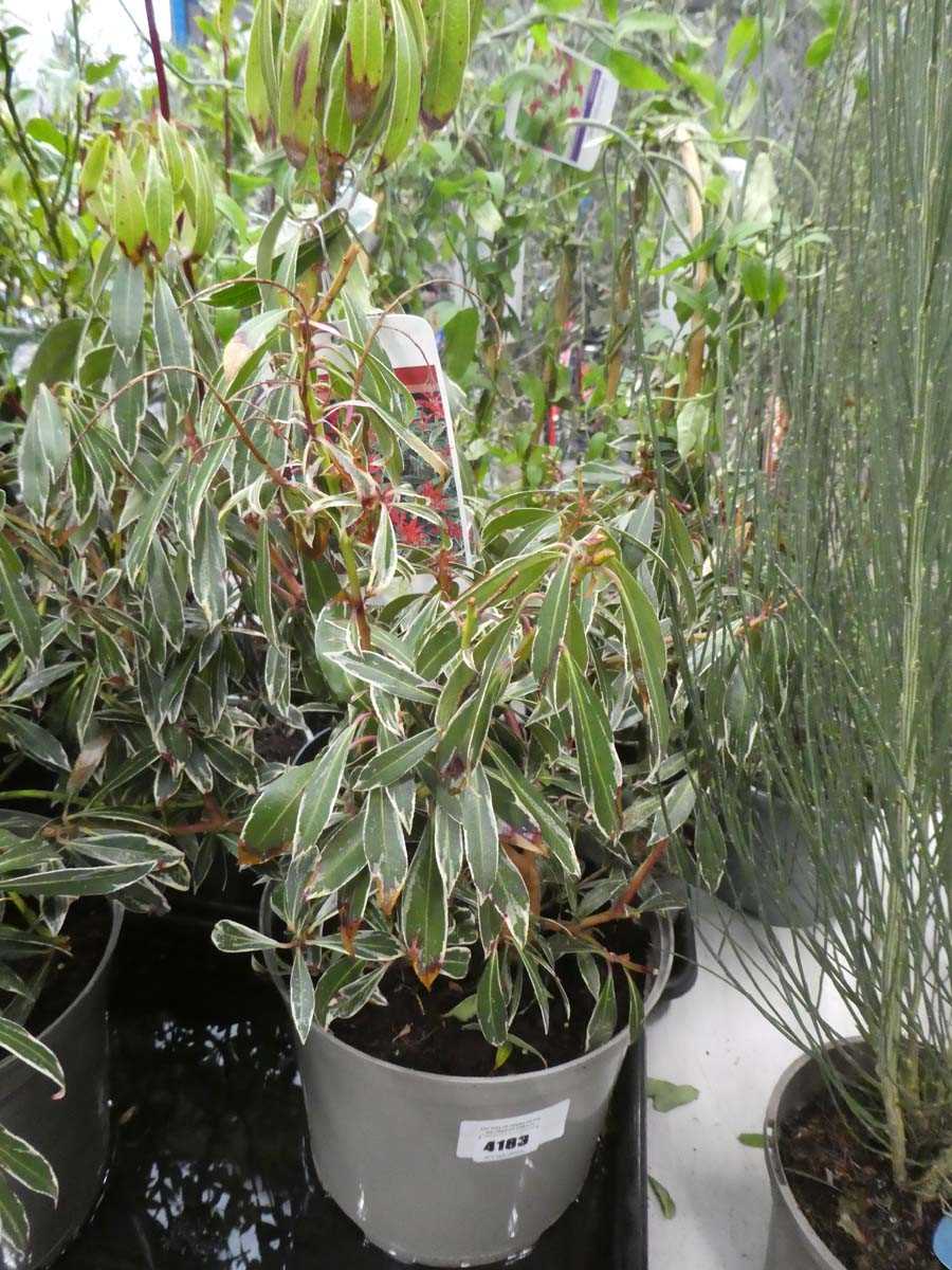 Lot 4183 - Pieris "Flaming Silver"