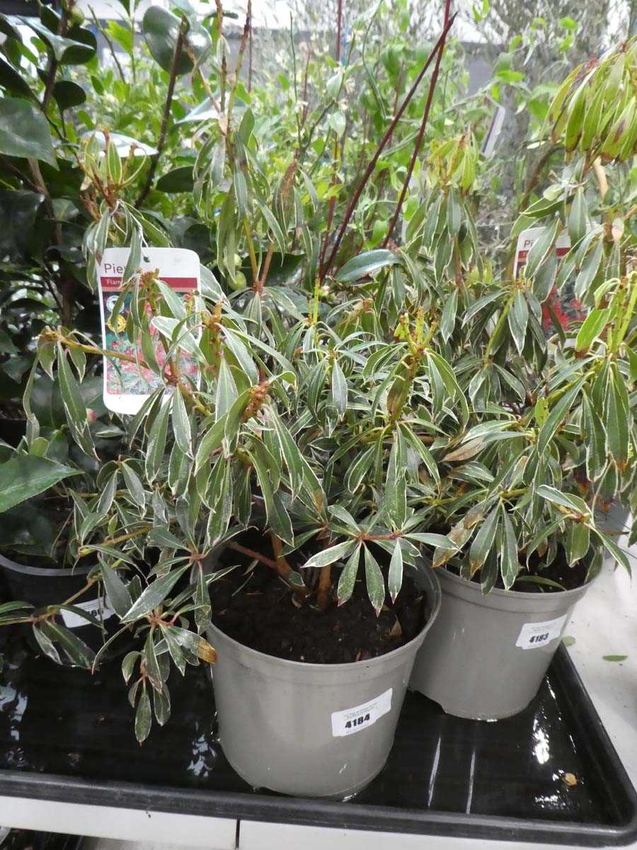 Lot 4184 - Pieris "Flaming Silver"