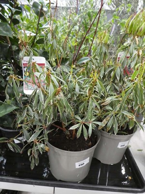 Lot 4184 - Pieris "Flaming Silver"