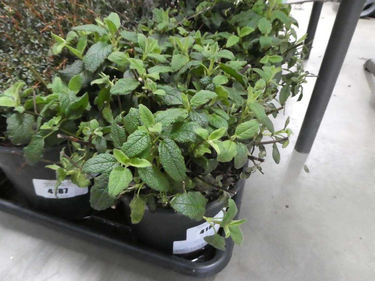 Lot 4185 - Varigated Cistus Corbariensis