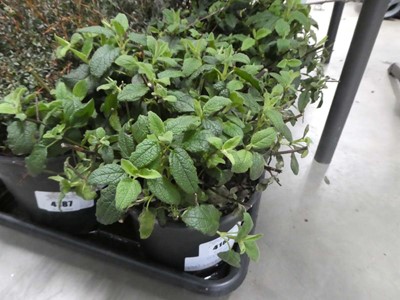 Lot 4185 - Varigated Cistus Corbariensis