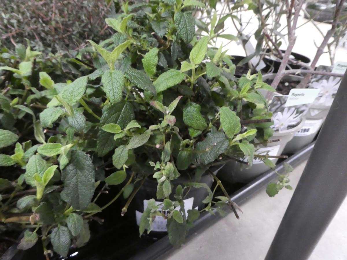 Lot 4186 - Varigated Cistus Corbariensis