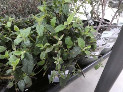 Lot 4186 - Varigated Cistus Corbariensis