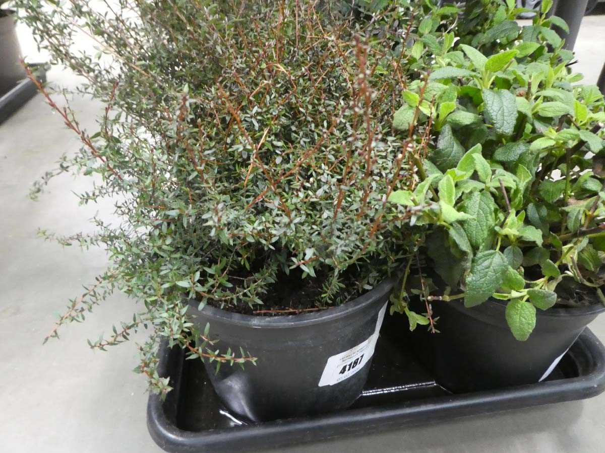 Lot 4187 - Small Leoptospernam