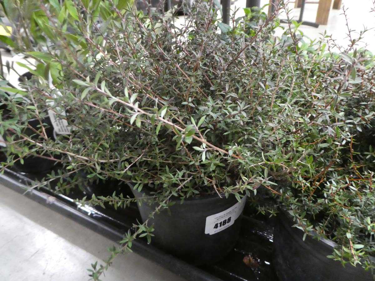 Lot 4188 - Small Leoptospernam