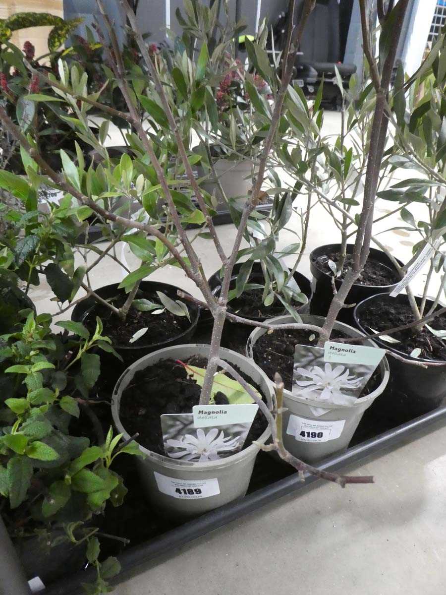 Lot 4189 - Magolia Stellata