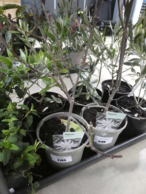 Lot 4189 - Magolia Stellata