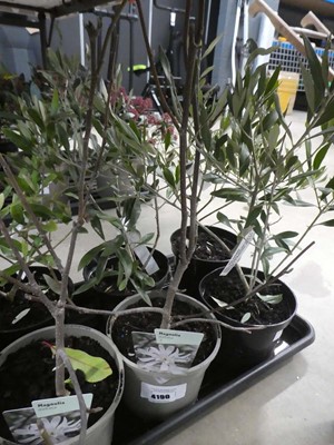 Lot 4190 - Magolia Stellata