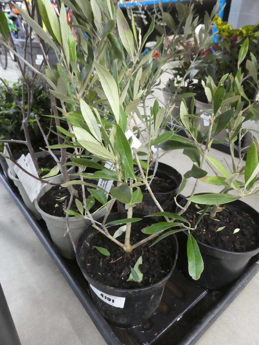 Lot 4191 - Small potted olive tree
