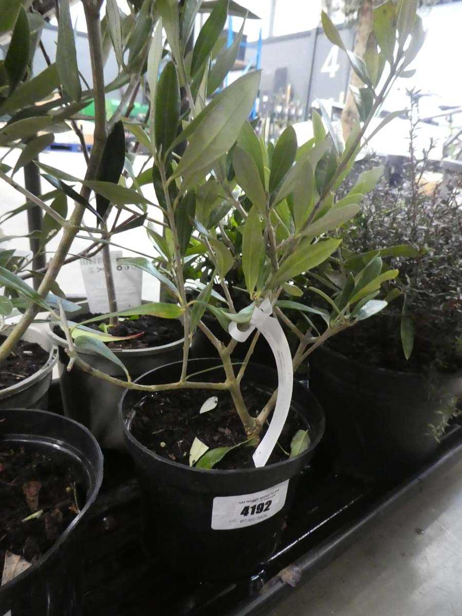 Lot 4192 - Small potted olive tree