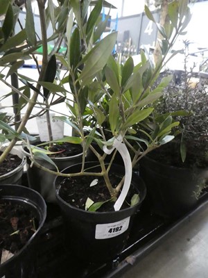 Lot 4192 - Small potted olive tree