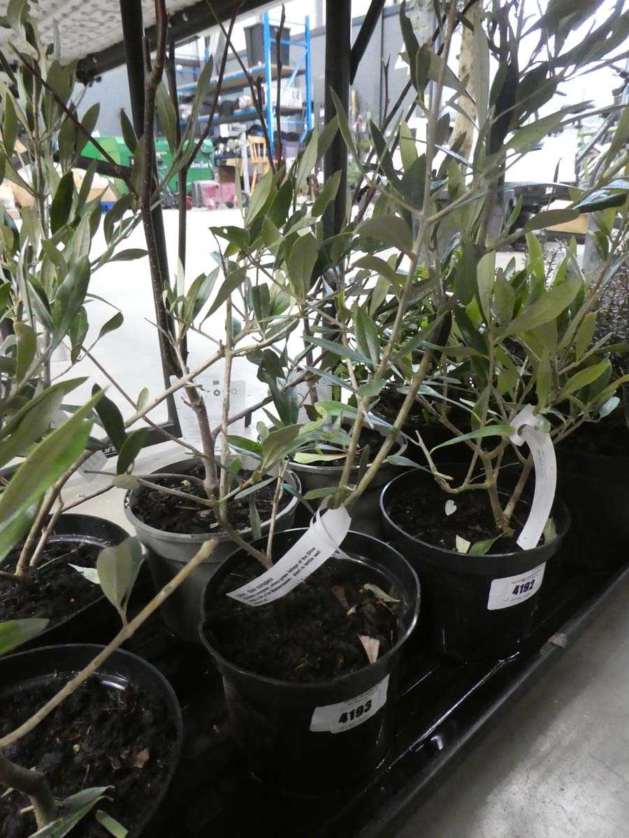 Lot 4193 - Small potted olive tree