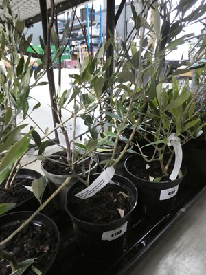 Lot 4193 - Small potted olive tree