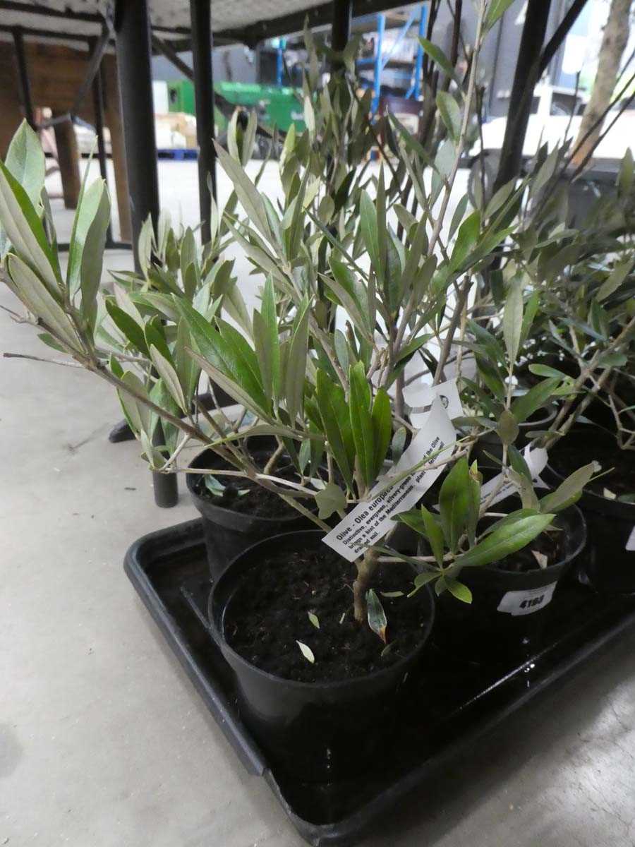 Lot 4194 - Small potted olive tree