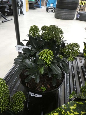 Lot 4196 - Skimmia "White Globe"