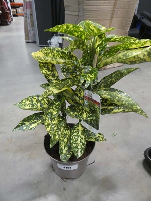 Lot 4197 - Aucuba "Golden King"