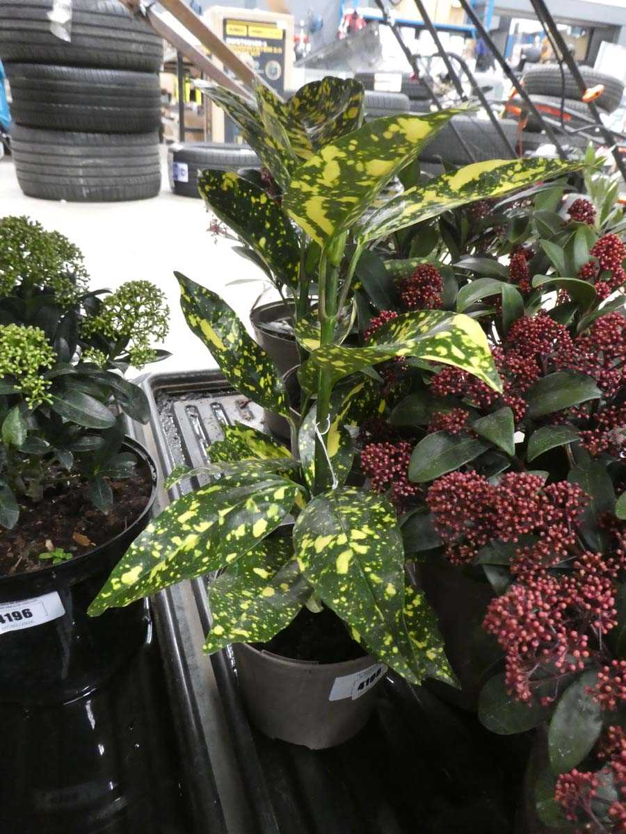 Lot 4198 - Aucuba "Golden King"