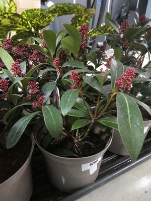 Lot 4200 - Skimmia " Rubella"