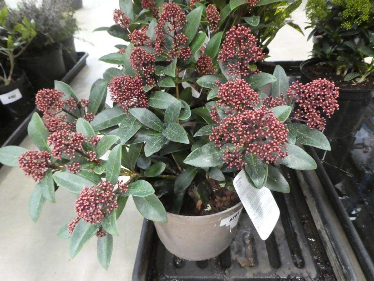 Lot 4201 - Skimmia " Rubella"