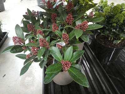 Lot 4202 - Skimmia " Rubella"