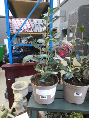 Lot 4226 - Small variegated camelia