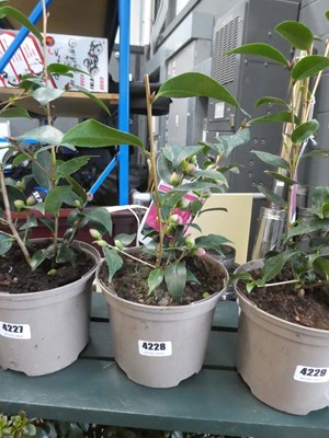 Lot 4228 - Small variegated camelia