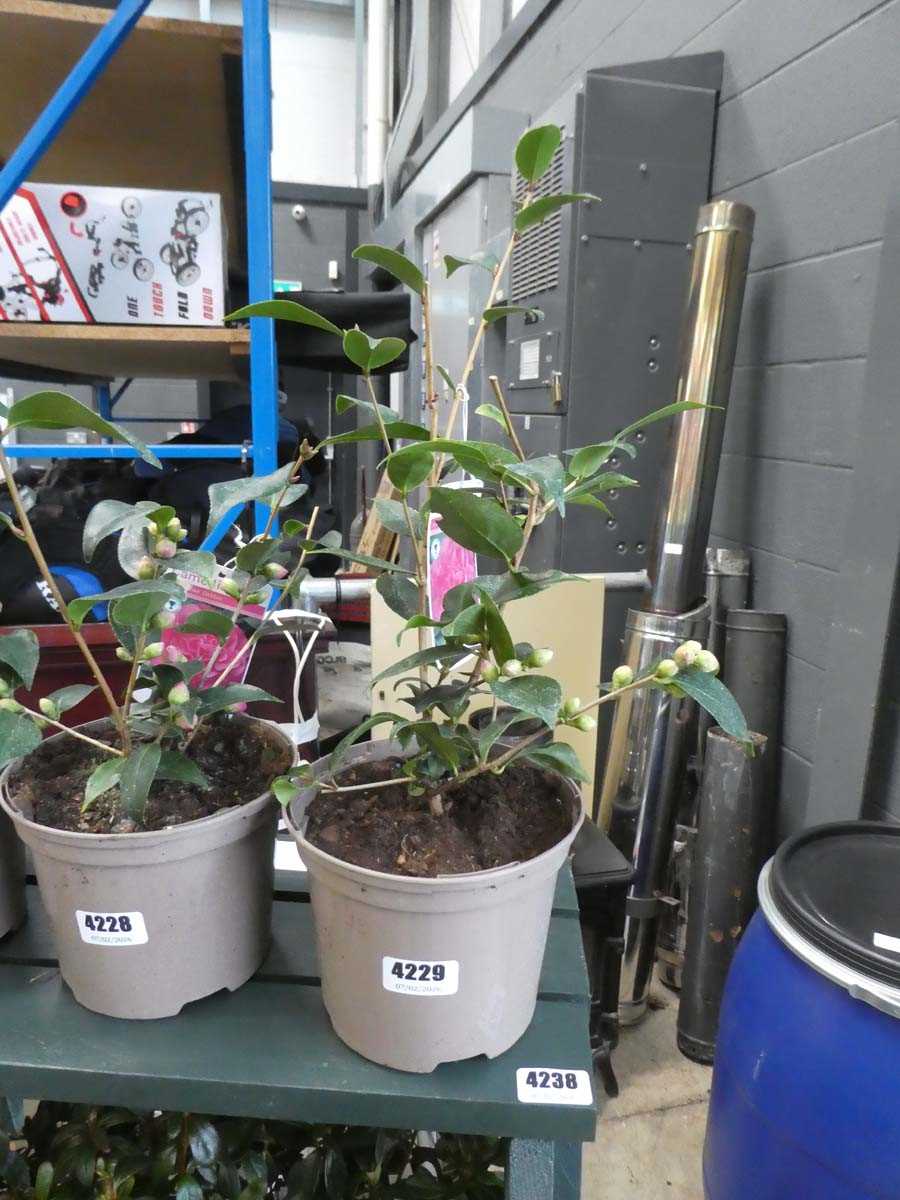 Lot 4229 - Small variegated camelia